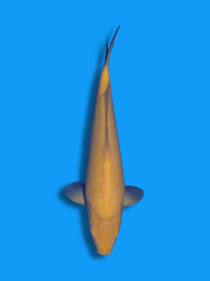 Karashigoi | Koi&Co.